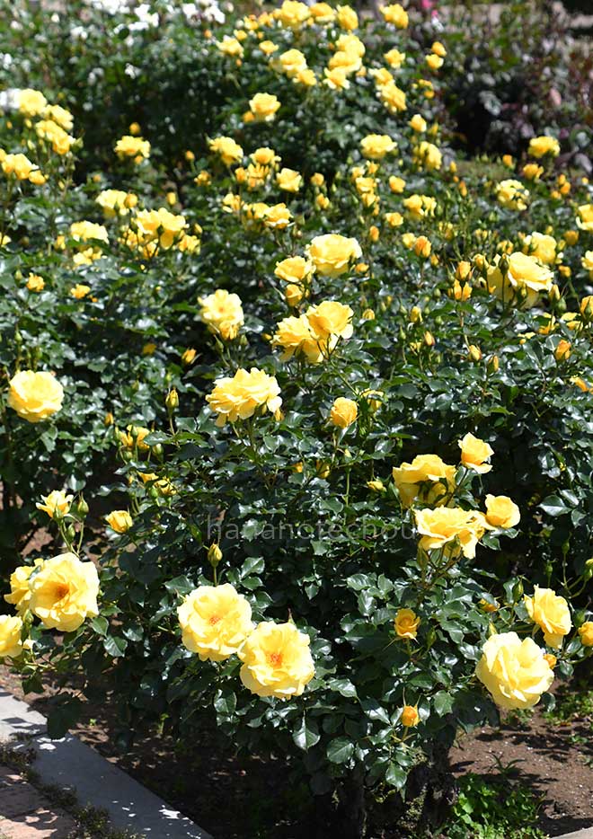 バラ サン フレアー|花の手帖の薔薇図鑑