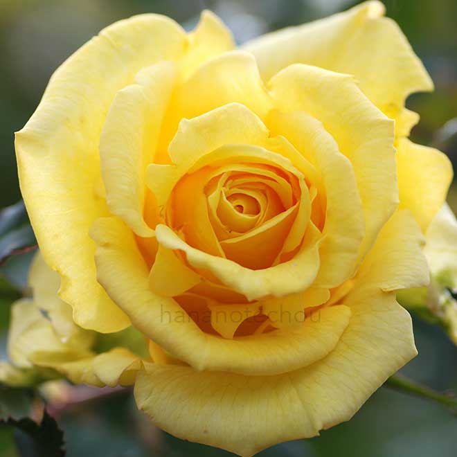 バラ サン ガッデス|花の手帖の薔薇図鑑