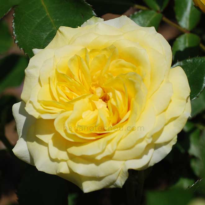 バラ サンライト ロマンティカ｜花の手帖の薔薇図鑑