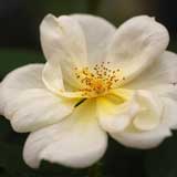 バラ サニーノック アウト｜花の手帖の薔薇図鑑