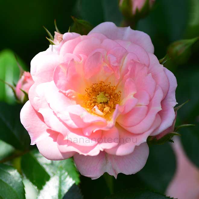 バラ サニーロイヤル21世紀｜花の手帖の薔薇図鑑