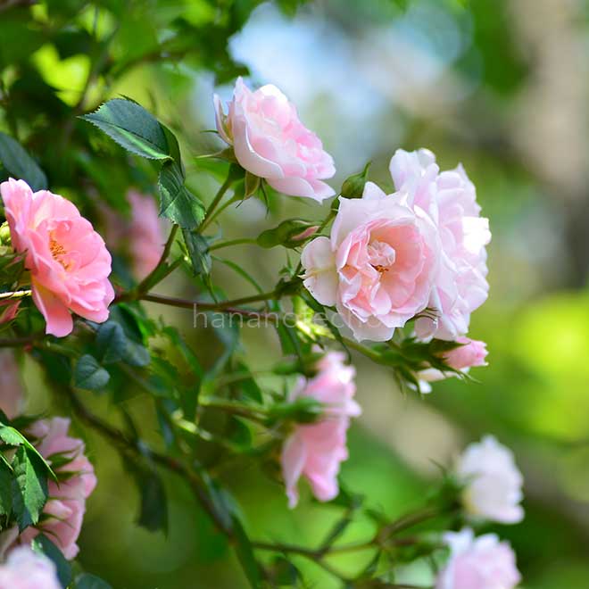 バラ サニーロイヤル21世紀｜花の手帖の薔薇図鑑