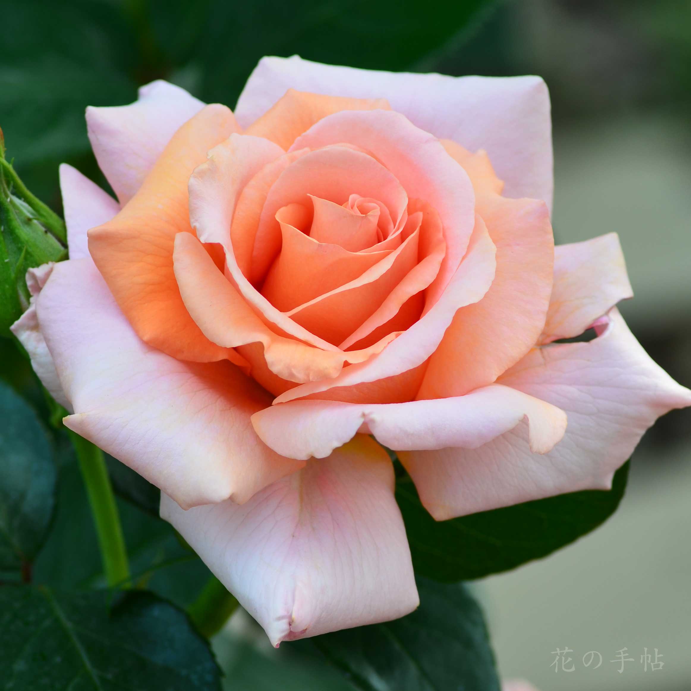 バラ サンセットセレブレーション｜花の手帖の薔薇図鑑