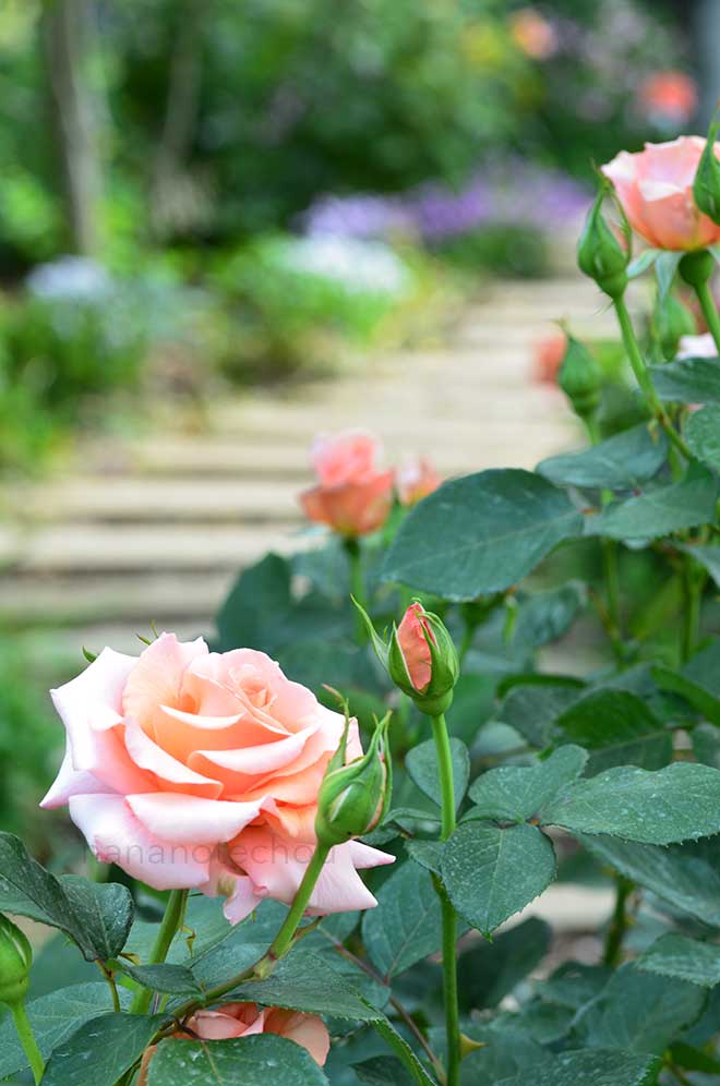 バラ サンセットセレブレーション|花の手帖の薔薇図鑑