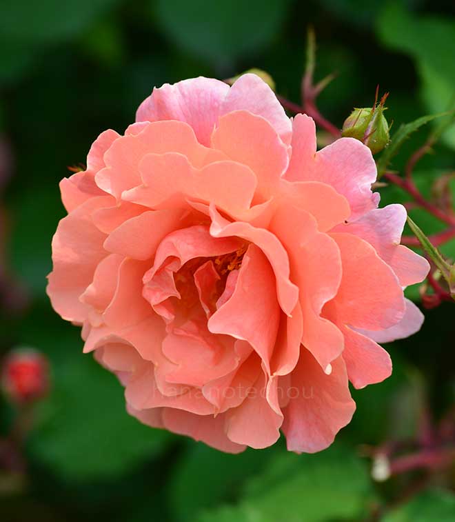 バラ サンセット グロウ|花の手帖の薔薇図鑑