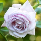 バラ スーパーボウル｜花の手帖の薔薇図鑑