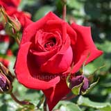 バラ つる スーパースター|花の手帖の薔薇図鑑