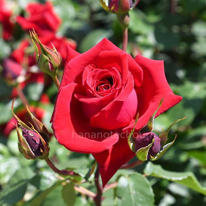 バラ つる スーパースター｜花の手帖の薔薇図鑑