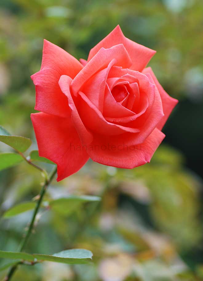 バラ スーパー スター|花の手帖の薔薇図鑑