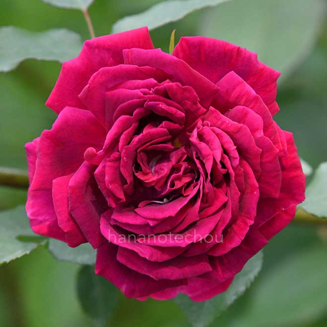 バラ サパーシング ビューティ|花の手帖の薔薇図鑑