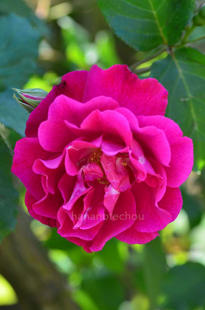 バラ サパーシング ビューティ|花の手帖の薔薇図鑑