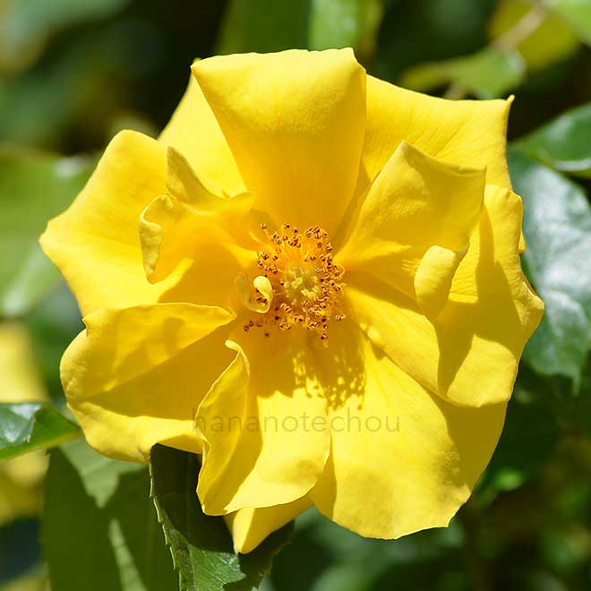 バラ サプライズ｜花の手帖の薔薇図鑑