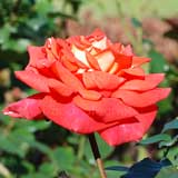 バラ スーザン デボイ｜花の手帖の薔薇図鑑