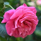 バラ スーザン ハンプシャー｜花の手帖の薔薇図鑑