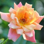 バラ ｜花の手帖の薔薇図鑑