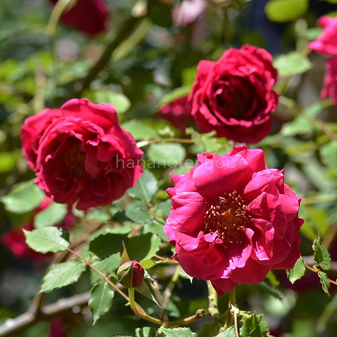 バラ スヴニールドゥクラウディウスディノユー｜花の手帖の薔薇図鑑