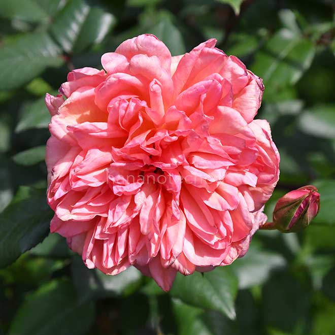 バラ スヴニールドゥジルベールナボナン｜花の手帖の薔薇図鑑