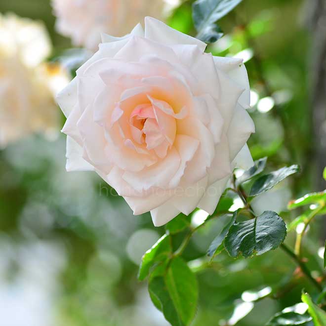 バラ スワン レイク|花の手帖の薔薇図鑑