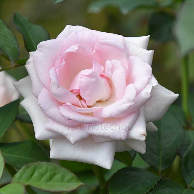 バラ スイートアキト｜花の手帖の薔薇図鑑