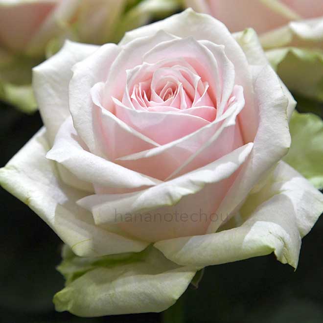 バラ スイート アバランチェ+｜花の手帖の薔薇図鑑