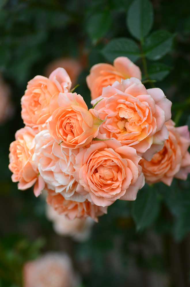 バラ スイート ドリーム|花の手帖の薔薇図鑑