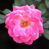 バラ スイートドリフト|花の手帖の薔薇図鑑