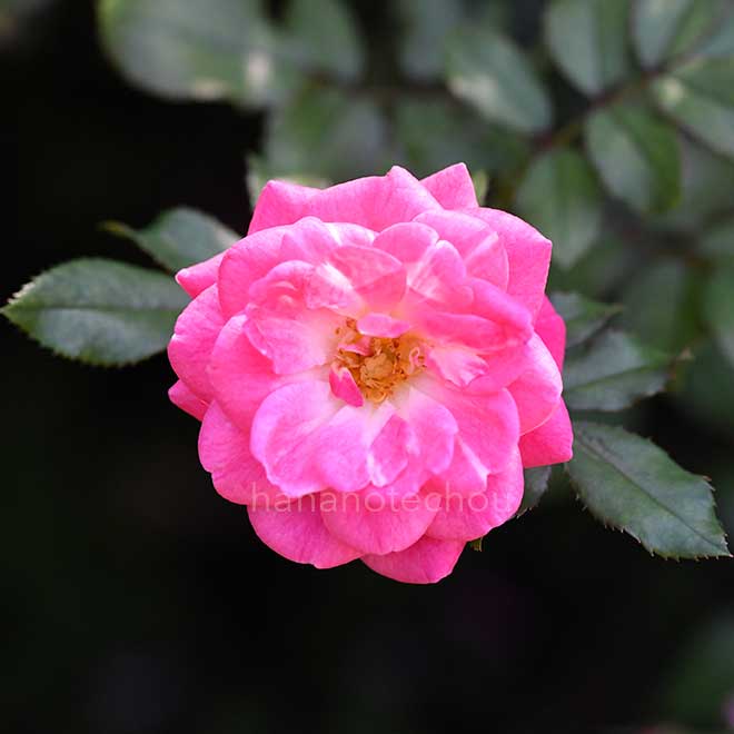 バラ スイートドリフト｜花の手帖の薔薇図鑑