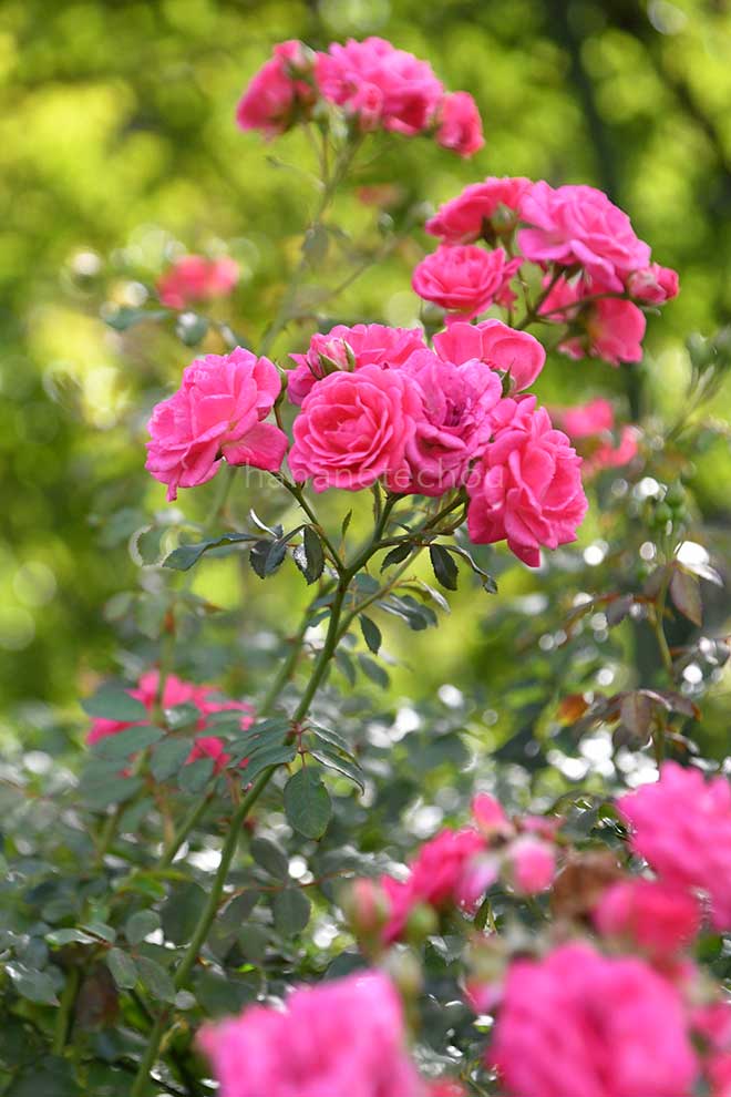 バラ スイートドリフト｜花の手帖の薔薇図鑑