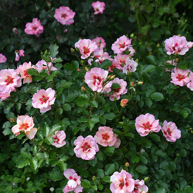 バラ スイート スポット ピーチ｜花の手帖の薔薇図鑑