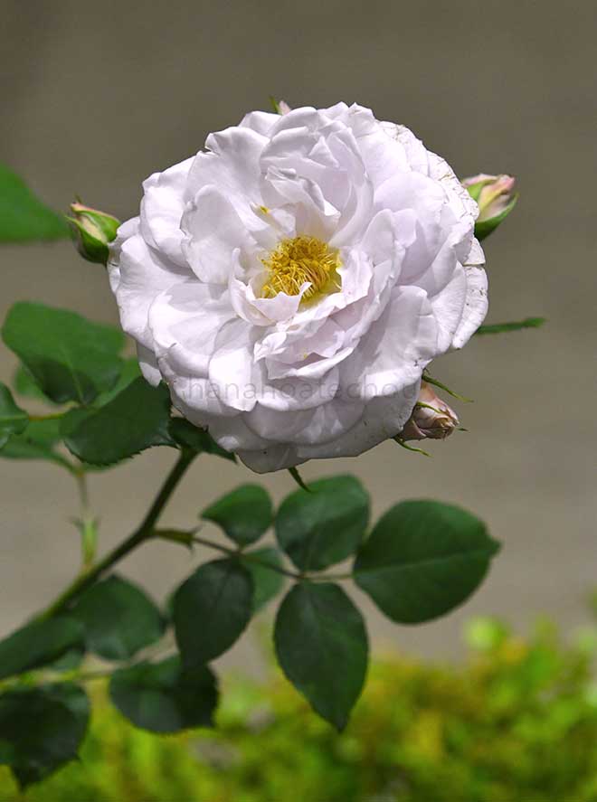 バラ シルフィ シルフィ｜花の手帖の薔薇図鑑