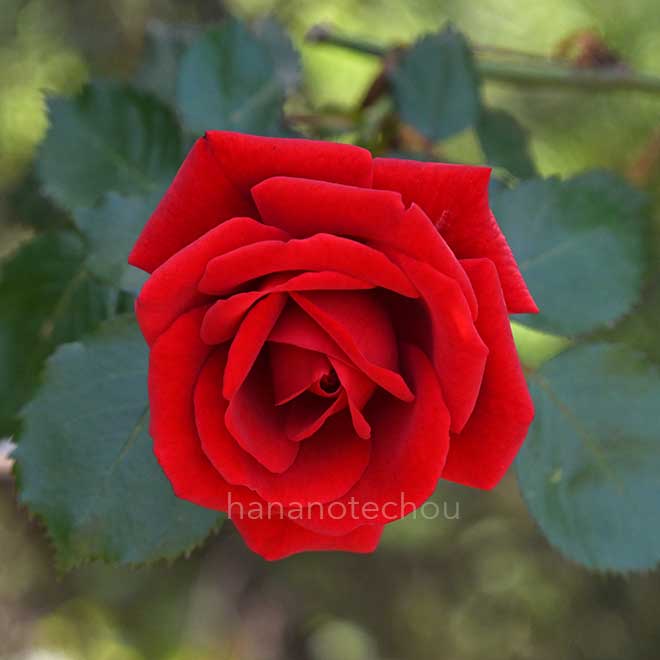 バラ シンパシー|花の手帖の薔薇図鑑