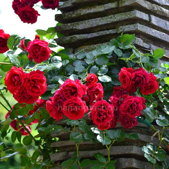 バラ シンパシー|花の手帖の薔薇図鑑