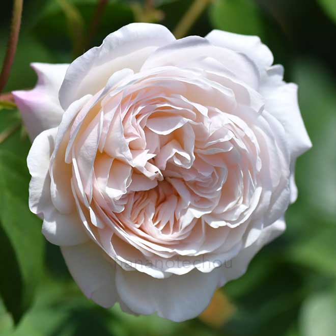 バラ ジ オルブライトン ランブラー|花の手帖の薔薇図鑑