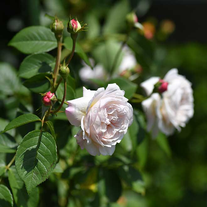 バラ ジ オルブライトン ランブラー|花の手帖の薔薇図鑑