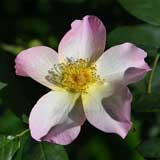 バラ ジ アレキサンドラ ローズ｜花の手帖の薔薇図鑑