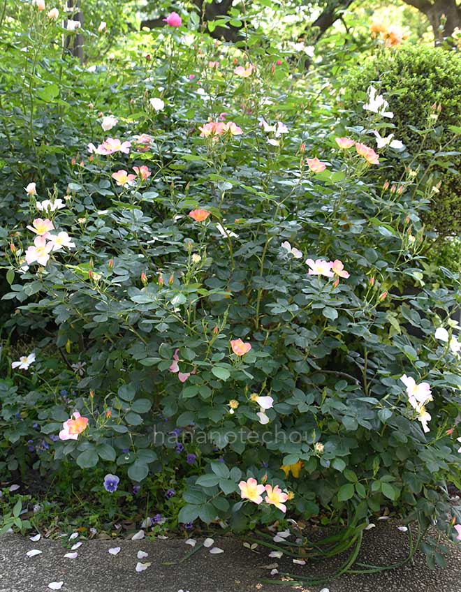 バラ ジ アレキサンドラ ローズ｜花の手帖の薔薇図鑑