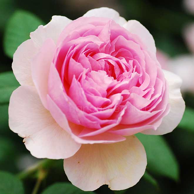 バラ ジ エンシェント マリナー|花の手帖の薔薇図鑑