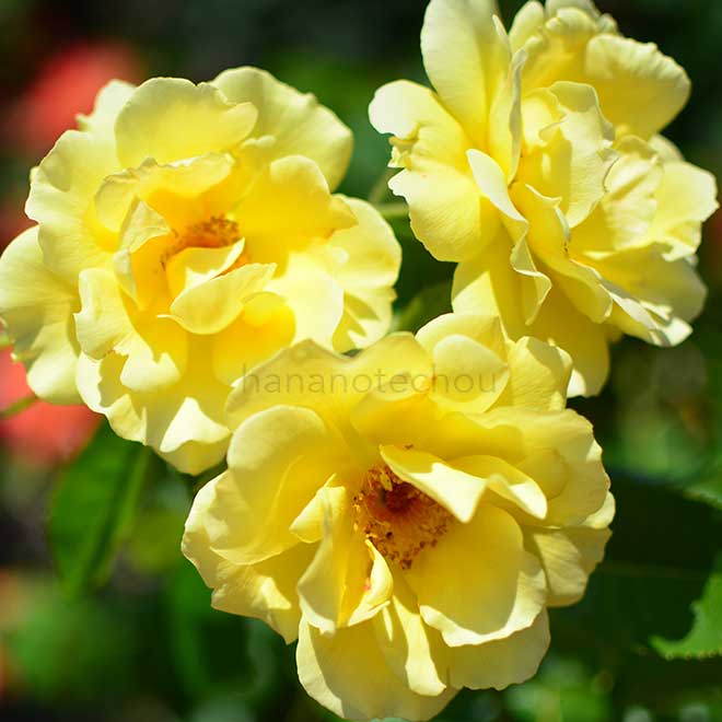 バラ ザ ブラウニー ローズ｜花の手帖の薔薇図鑑