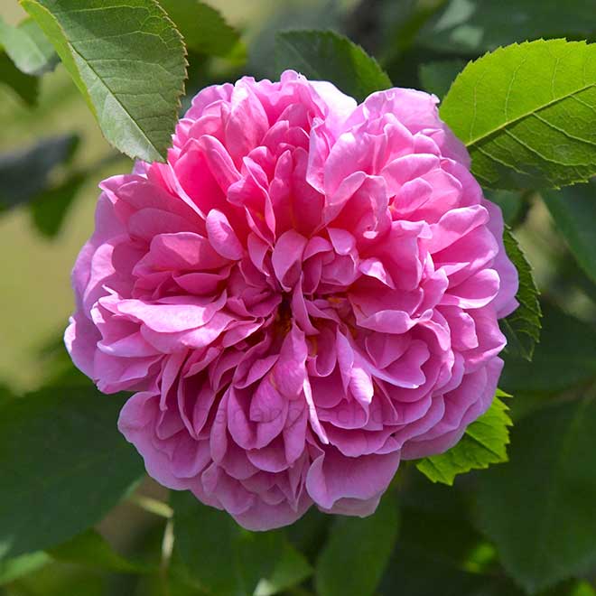 バラ ザ カントリーマン｜花の手帖の薔薇図鑑