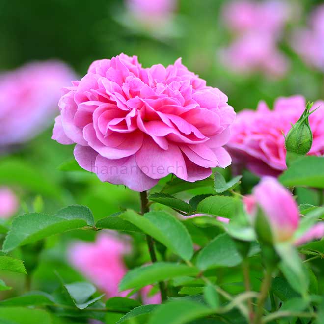 バラ ザ カントリーマン｜花の手帖の薔薇図鑑