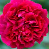 バラ ザ ダーク レディ|花の手帖の薔薇図鑑