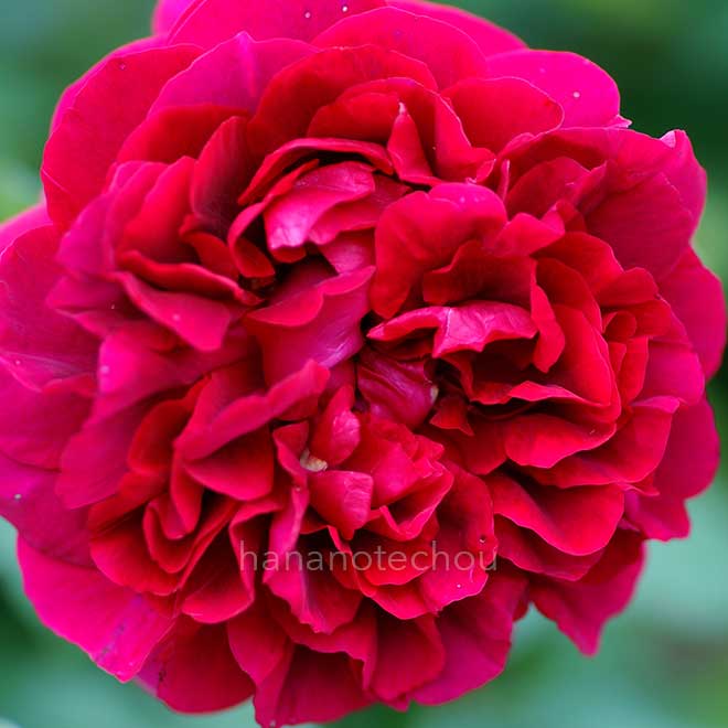 バラ ザ ダーク レディ｜花の手帖の薔薇図鑑