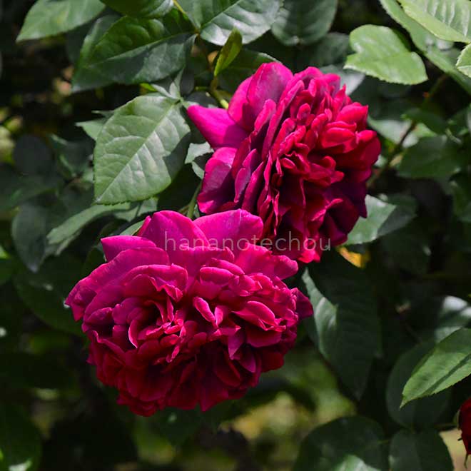 バラ ザ ダーク レディ｜花の手帖の薔薇図鑑