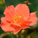 バラ ジエドワーディアンレディ｜花の手帖の薔薇図鑑