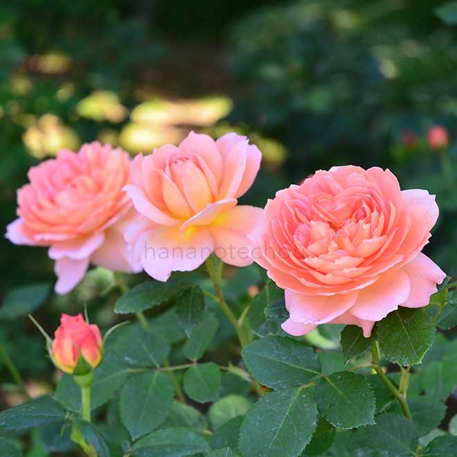 バラ ジ エンデバー|花の手帖の薔薇図鑑
