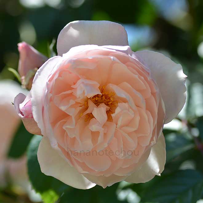 バラ ザ ジェネラス ガーデナー｜花の手帖の薔薇図鑑