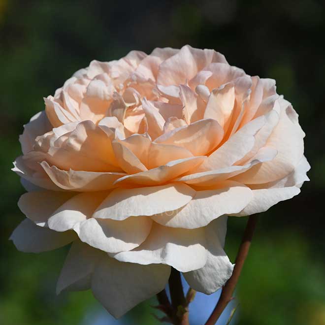 バラ ザ レディ ガーデナー｜花の手帖の薔薇図鑑