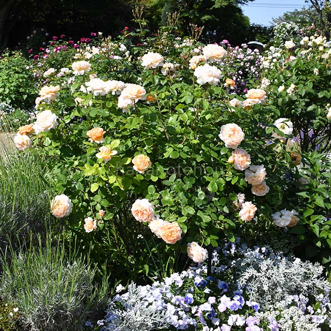 バラ ザ レディ ガーデナー｜花の手帖の薔薇図鑑