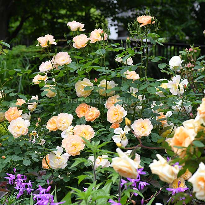 バラ ザ ラーク アセンディング|花の手帖の薔薇図鑑