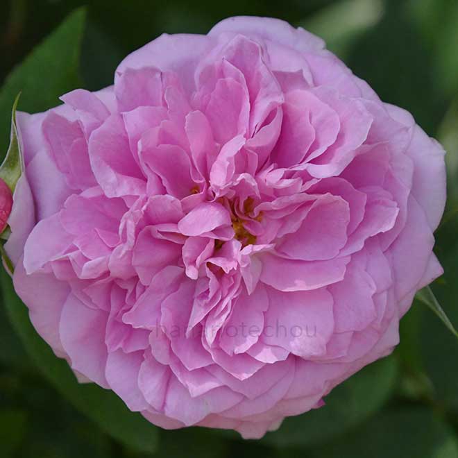 バラ ザメイフラワー｜花の手帖の薔薇図鑑